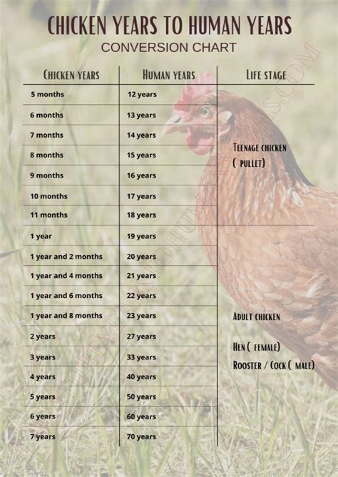 Much like chickens, they can form a bond and recognize familiar individuals, such as their owner. . At what age can you tell if a chicken is a rooster